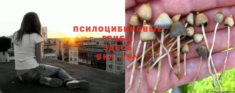 Галлюциногенные грибы MAGIC MUSHROOMS  Ленинск-Кузнецкий 